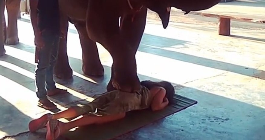 Fillər Vüsaləni masaj etdi - Video