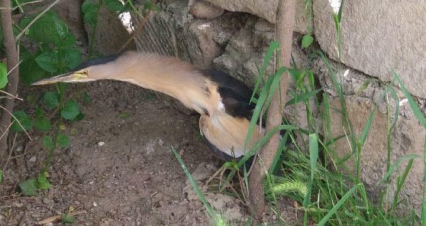 Bakıda qeyri-adi canlı peyda oldu – FOTOLAR