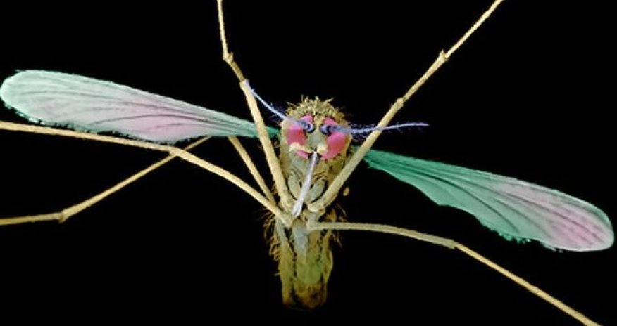 Malaria genetics: study shows how disease became deadly