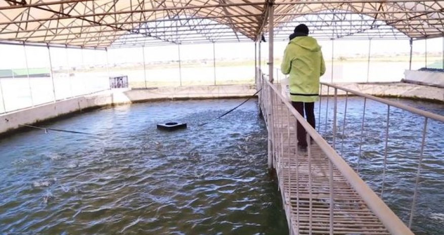 Polis rəisi özünə yeni balıq vətəgəsi alıb