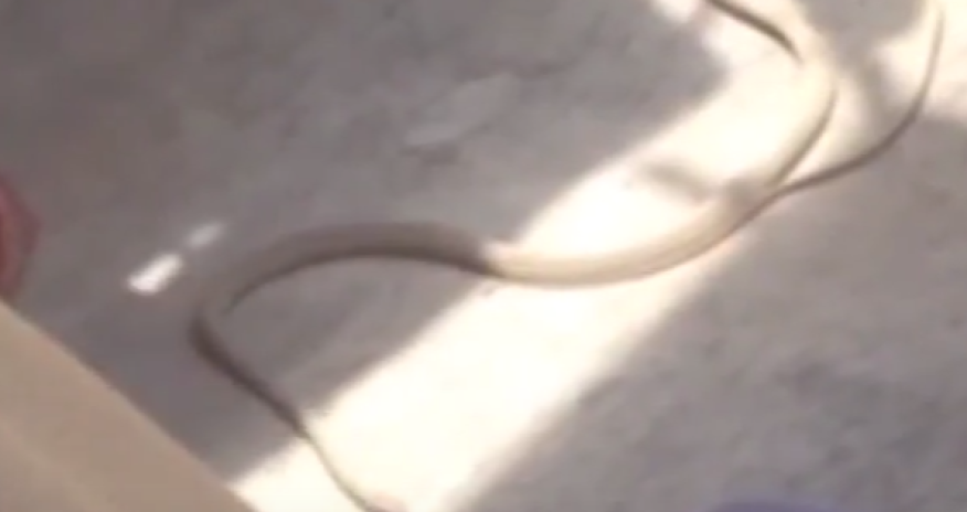 Bakıda yaşayış binasına ilan daraşıb - sakinlər təşvişdə - VİDEO