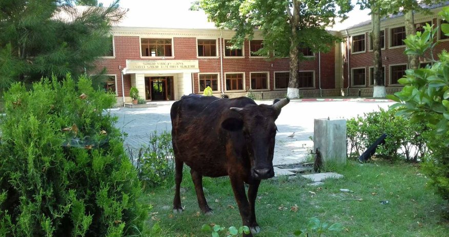 Səməd Vurğunun adına məktəb fermaya çevrilib - VIDEO