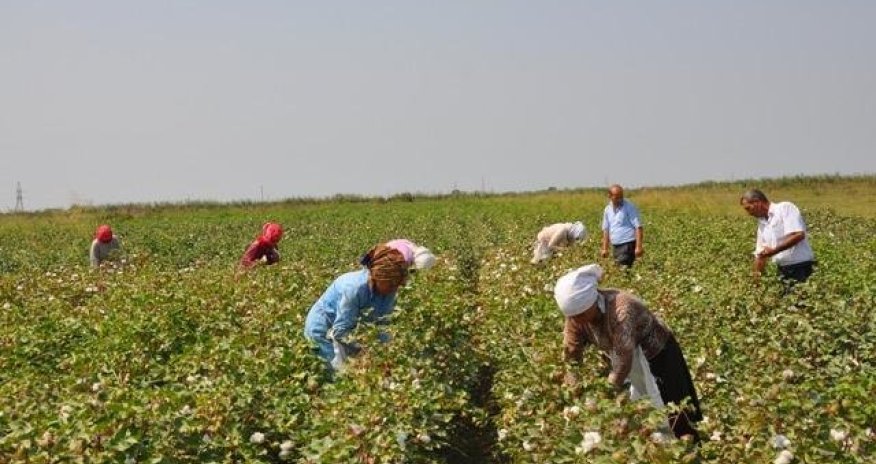 Zəhərlənən pambıqçılarla bağlı son xəbər