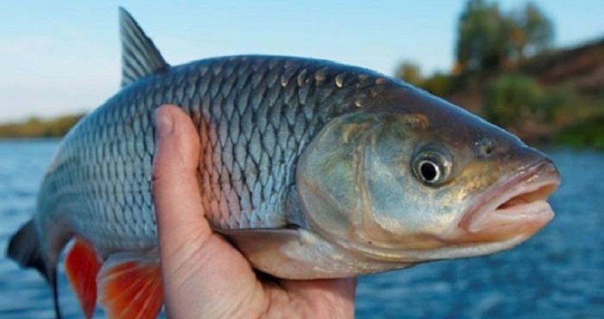 Qanunsuz balıq ovu edənlər saxlanılıb