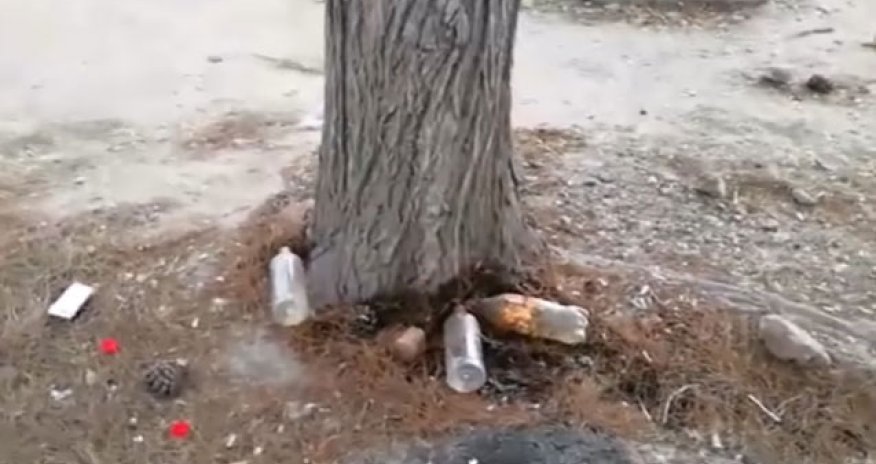 Bakıda ağacların  belə qurudurlar - RƏSMİ