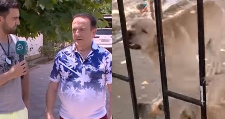 Səməd Səmədovun dəbdəbəli bağ evi və bahalı itləri  -VİDEO