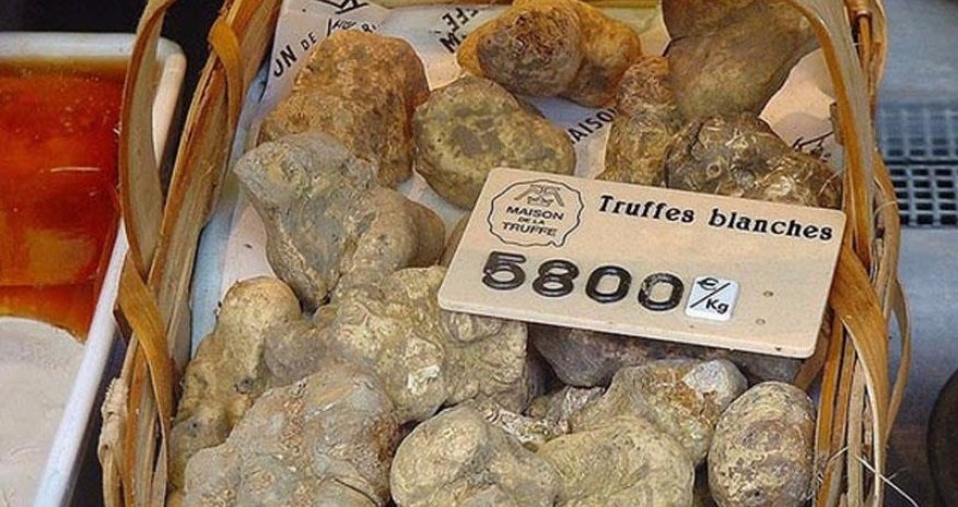 Qızıl qiymətinə olan dombalan göbələyinin FAYDALARI