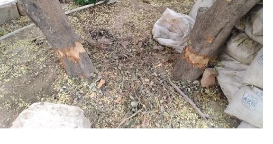 Bakının daha bir rayonunda ağaclar qurudulur – FOTOLAR+VİDEO