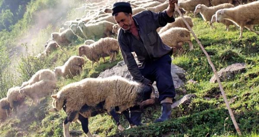 Bərdədə çoban çobanı ölümcül bıçaqladı