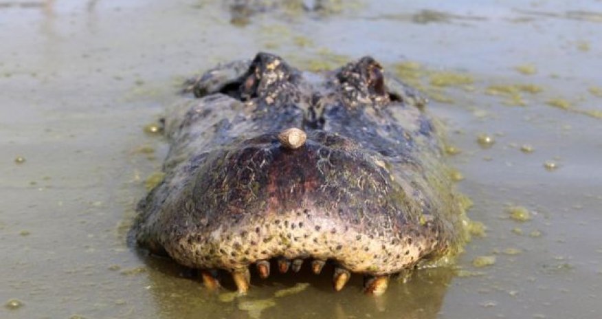 Американская студентка подружилась с аллигатором- ФОТО 