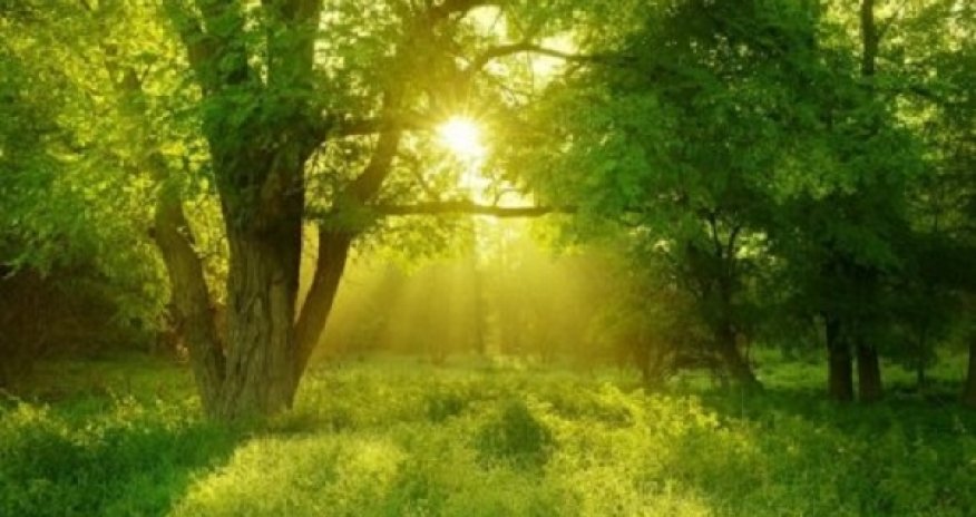 Kameraya düşən qəribə məxluq görənləri şoka saldı — VİDEO