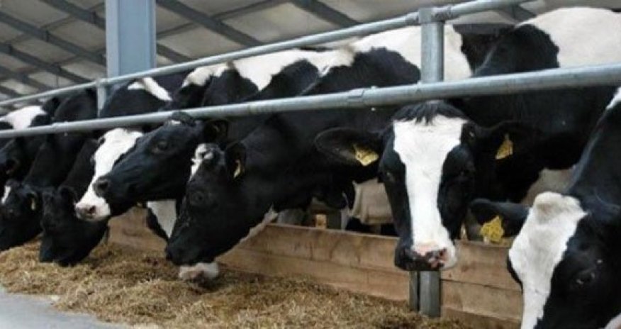 İsmayıllıda hamını heyrətə gətirən müəmmalı hadisənin səbəbi bilindi