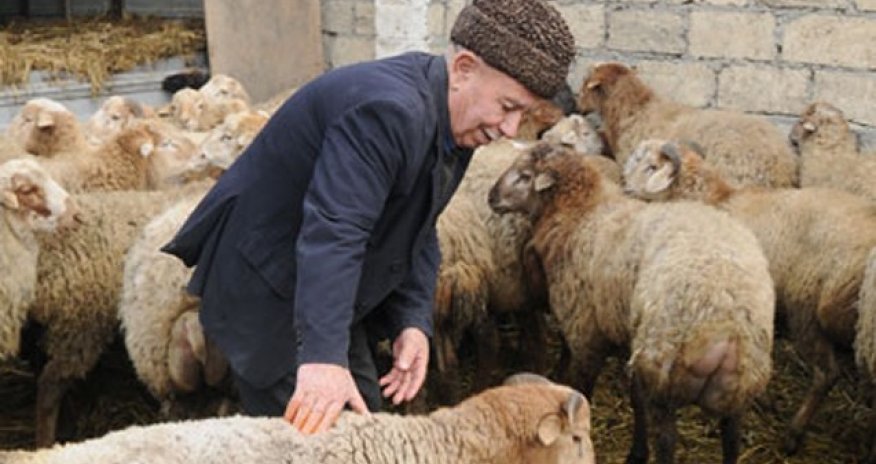 Qurban ətinin satılması haramdır - QMİ-dən tövsiyələr