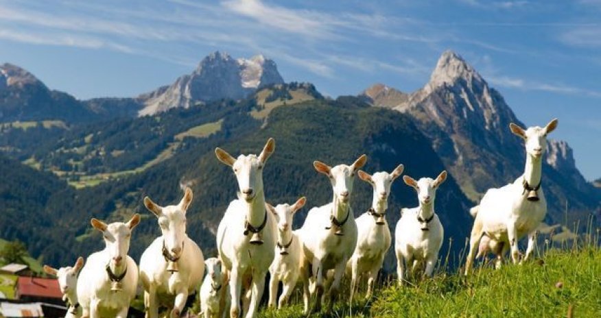 Türkiyə klubu futbolçu əvəzinə keçi aldı