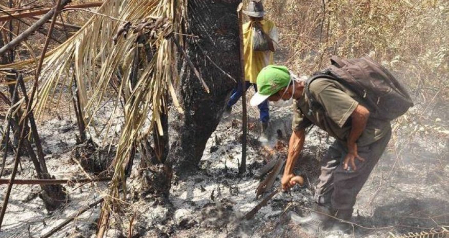 Bu ölkədə meşələri yandıranlar güllələnəcək