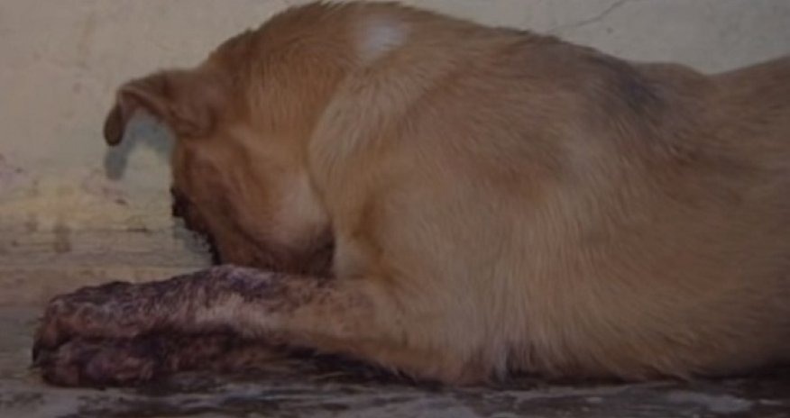 Sumqayıtda vəhşilik - İtin gözləri oyulub