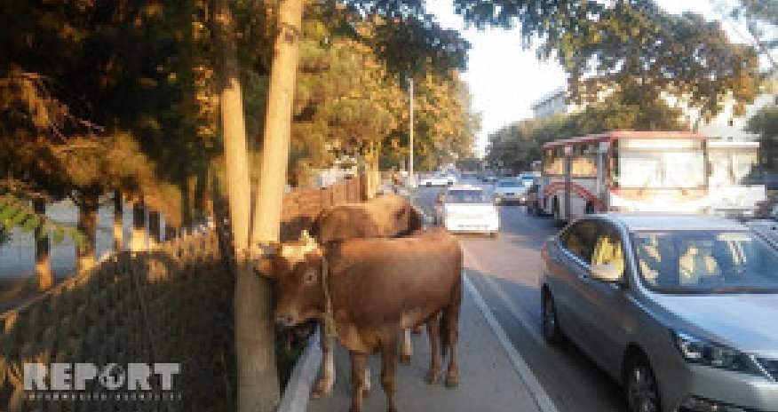 В Баку перевернулся грузовик, перевозящий скот
