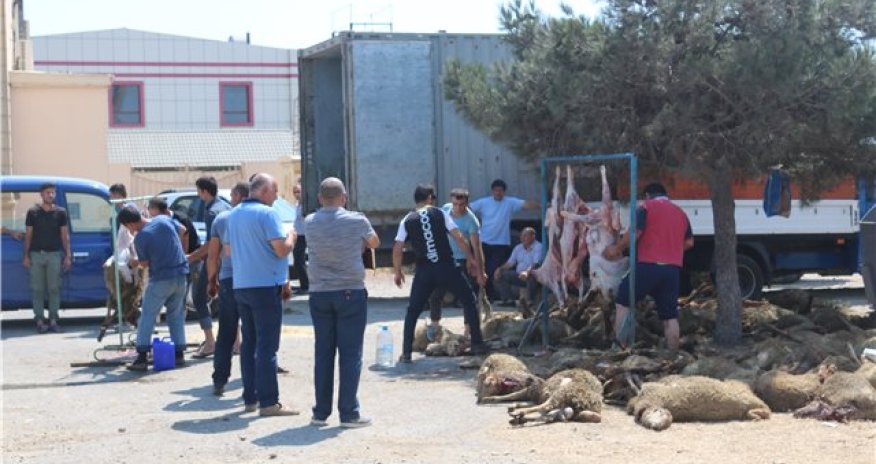 70-dən çox qurbanlıq qoyun tələf oldu - SƏBƏBİ... - FOTOLAR