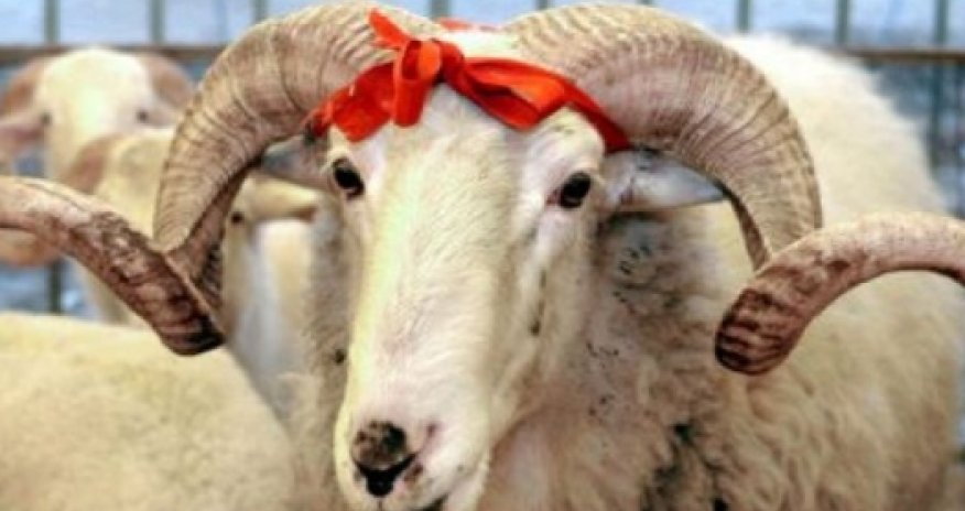 Сколько стоит жертвенный барашек