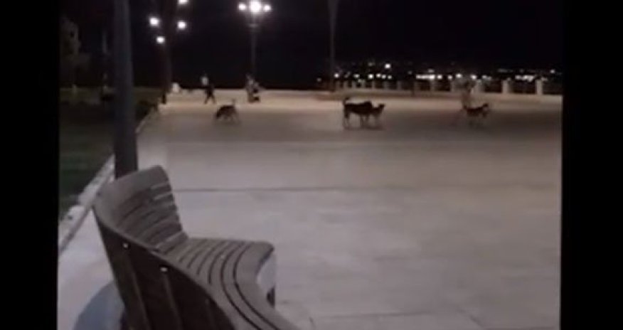 Bakı Bulvarında itlər insanlara hücum etdi - VİDEO