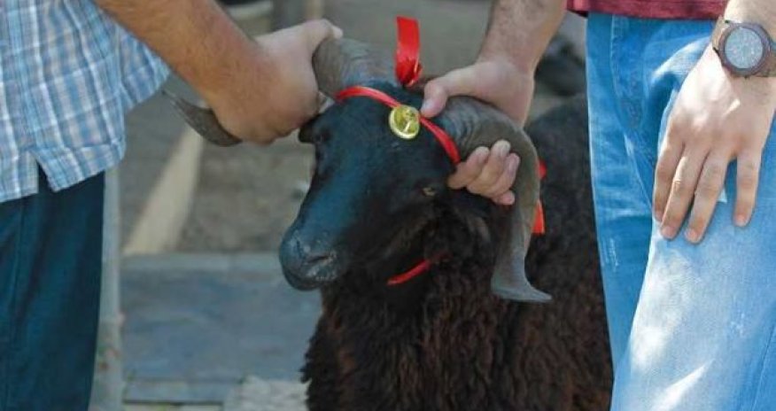Qurbanlıq vətəndaşa neçəyə başa gəlir? - FOTO