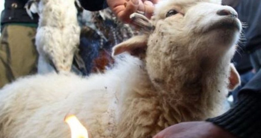 Qurban bayramında acınacaqlı vəziyyət - VİDEO