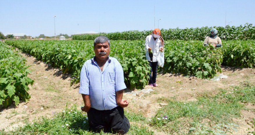 Bu il 94 ton taxıl tədarük edən fiziki məhdudiyyətli azərbaycanlı - FOTOLAR