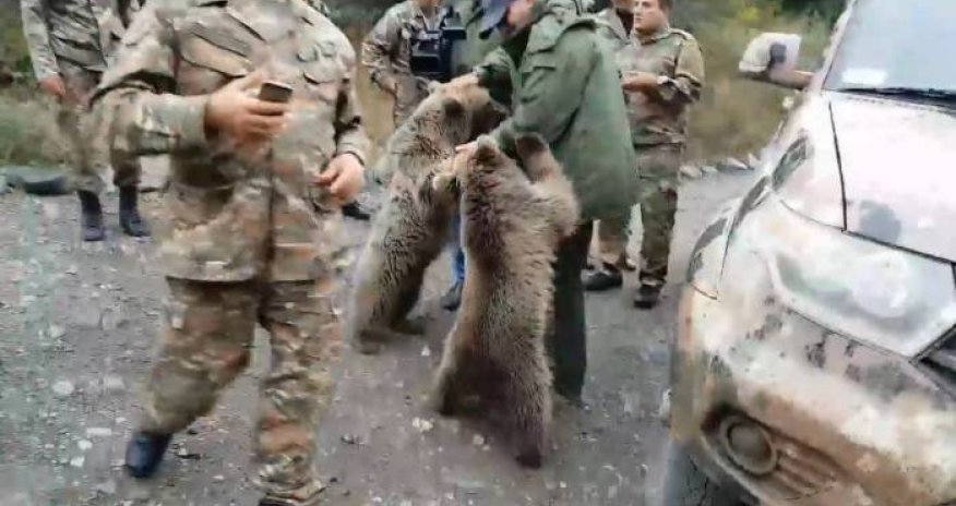 Ayılar Qarabağda Paşinyanın qarşısını kəsdi - VİDEO