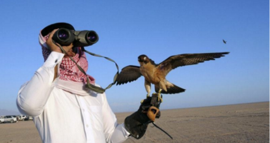 Azərbaycanda şahin quşunu ovlayan ərəb ələ keçdi