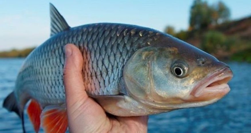 Ovu qadağan edilən balıq növləri açıqlandı
