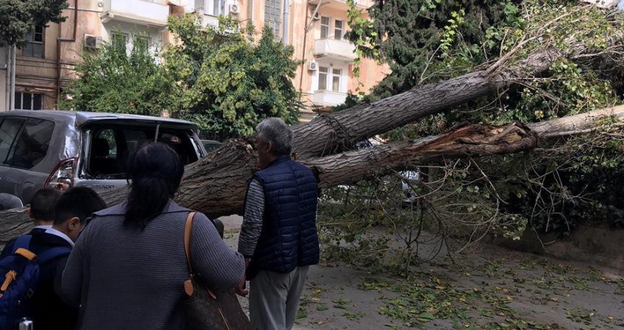 Bakıda ağac bahalı avtomobilin üstünə aşdı - FOTO 