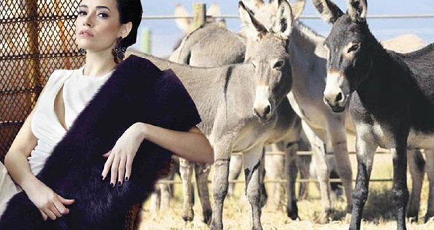 Aktrisa ən bahalı biznesə başladı - Eşşək pendiri satacaq