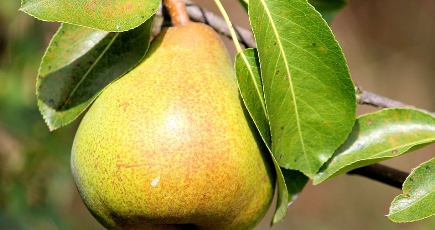 Yarpağı da özü kimi müalicəvidir