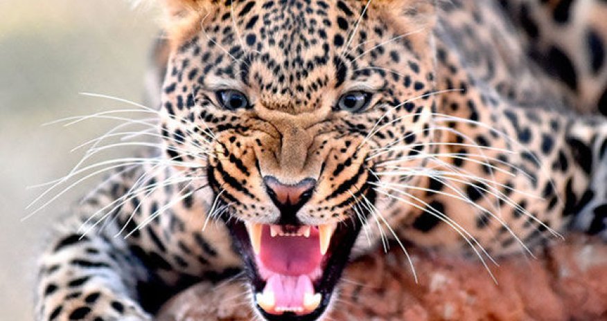 Нападение леопарда на ребенка в цирке - ВИДЕО