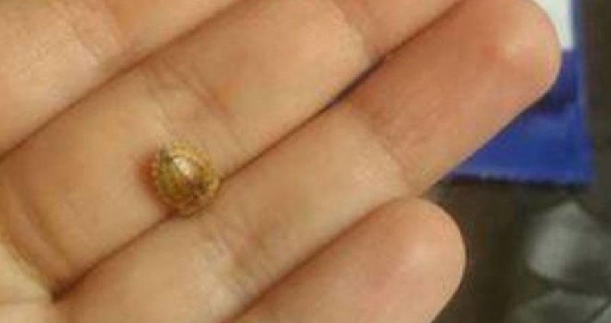 Bakıda qızı üçün günəbaxan tumu alan şəxs şok yaşadı - FOTO