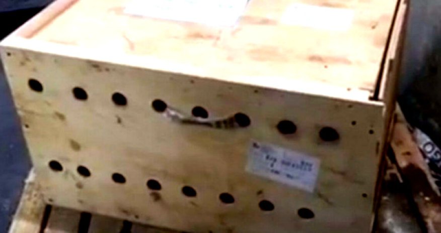 Hava limanında sahibsiz qalan qutudan çıxanlar hamını təəccübləndirdi – Fotolar