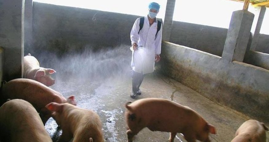 Gürcüstanda donuz qripi: ölənlərin sayı artır