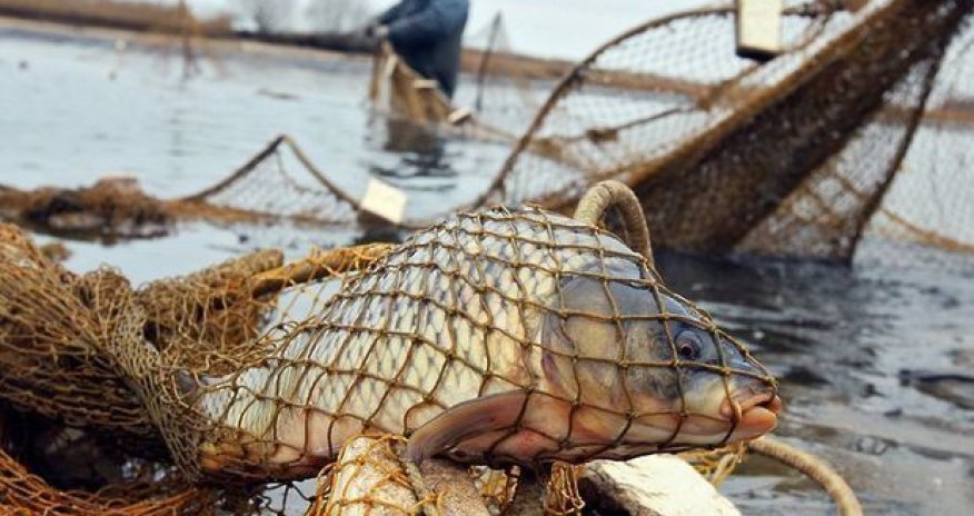 В России задержан азербайджанский браконьер - ВИДЕО