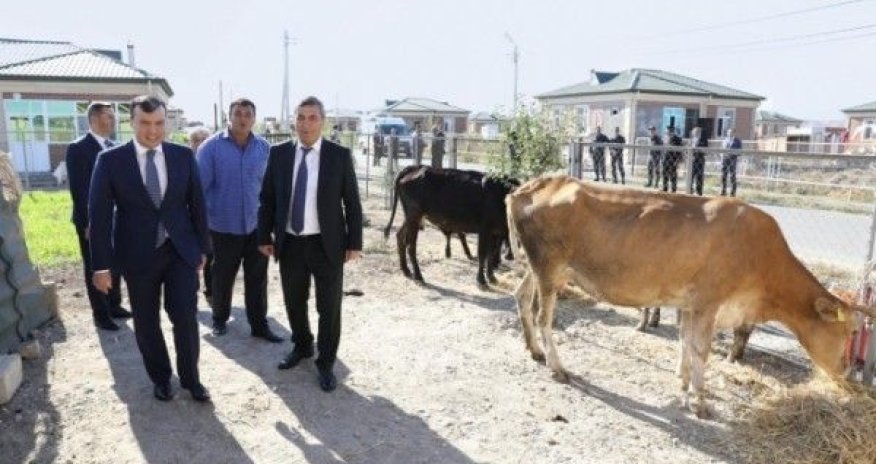 Bir xəstə inəyi kəndliyə 2500 manata sırıyan Nazirliyin 