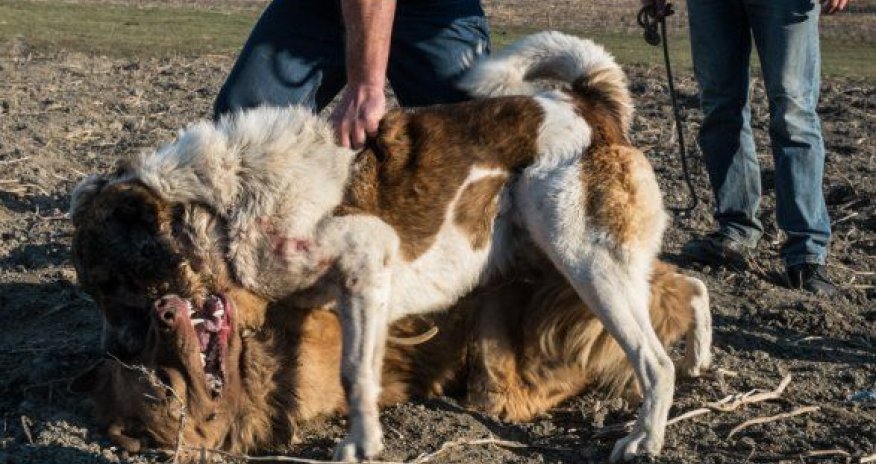 İt boğuşduranların kütləvi davası barədə - RƏSMİ AÇIQLAMA
