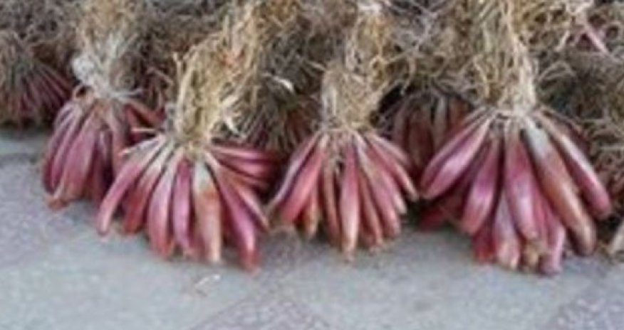 Hövsan soğanı niyə 7 manata qalxıb?