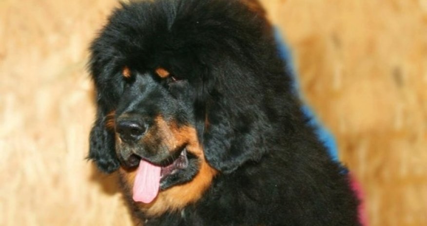 Bakıda 150 min manata it satılır - VİDEO