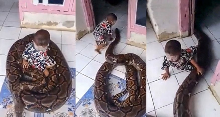 Игра ребенка с огромным питоном попала на ВИДЕО