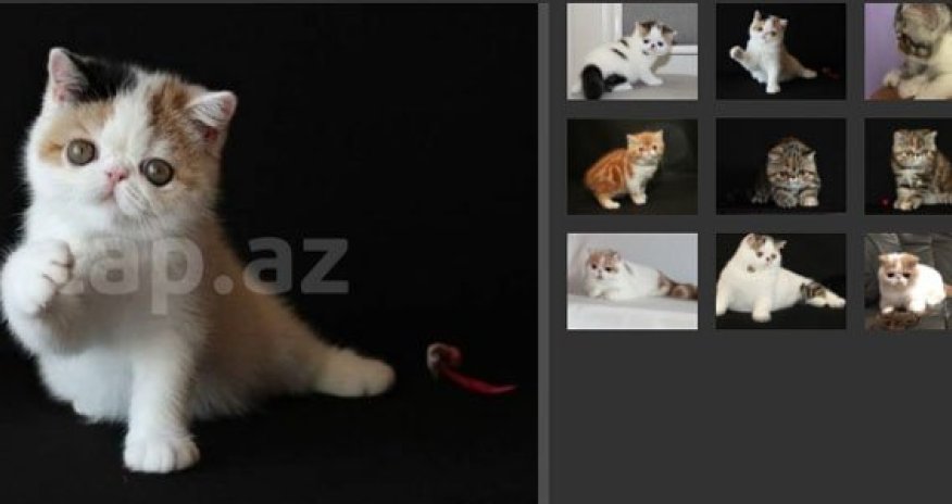 Azərbaycanda 1700 manata pişik satılır