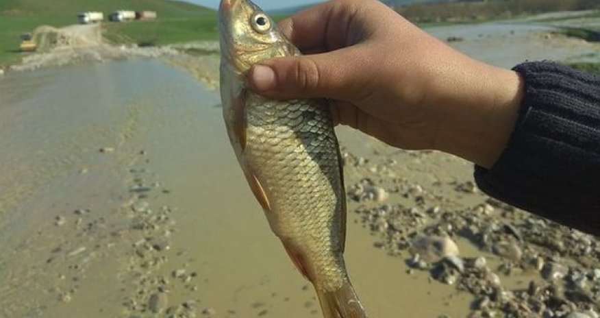 Şamaxıda bənd uçdu, kəndi su basdı - FOTOLAR