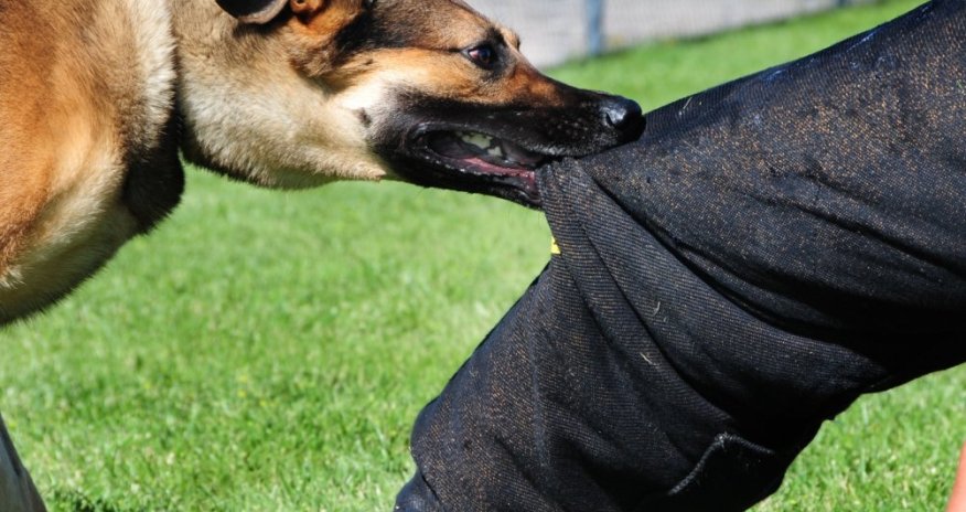 Azərbaycanda quduz itlər insanlara hücüm edib 10 nəfəri dişlədi - VİDEO