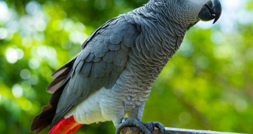 Narkotacirlərə kömək edən tutuquşu həbs olundu - VİDEO