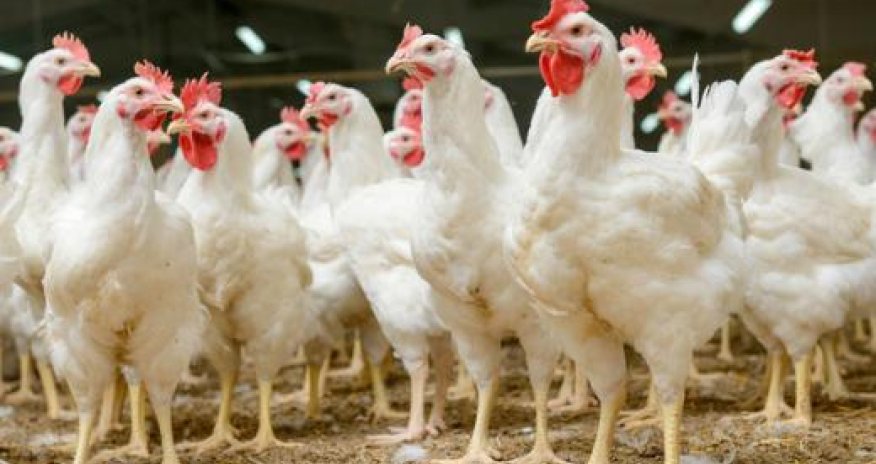 Азербайджан временно запретил импорт живой птицы и продукции птицеводства