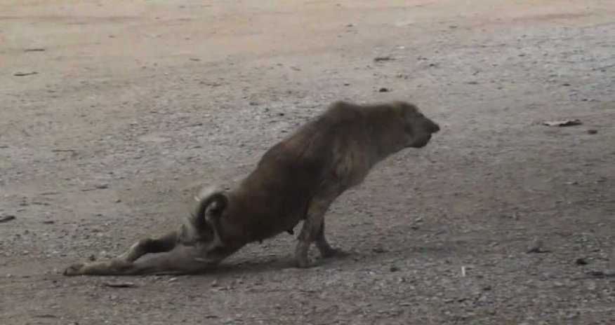 Sosial media bu GÖRÜNTÜLƏRDƏN danışır - VİDEO