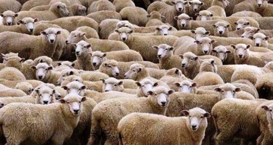 Canavar qoyunları belə parçaladı - VİDEO